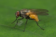 Thricops semicinereus