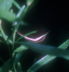 Tanaecia leucotaenia