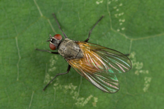 Thricops semicinereus