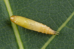 Caloptilia semifascia
