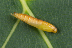 Caloptilia semifascia