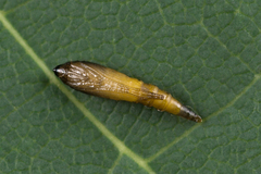 Phyllonorycter issikii