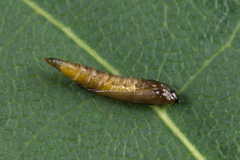 Phyllonorycter issikii