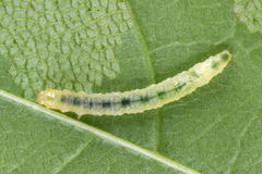 Caloptilia semifascia