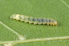 Caloptilia semifascia