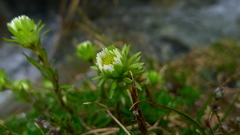 Celmisia bellidioides
