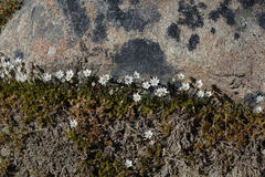 Stellaria gracilenta
