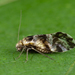 Psocidae - Photo (c) Nikolai Vladimirov, algunos derechos reservados (CC BY-NC), subido por Nikolai Vladimirov