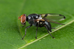 Ceroxys munda