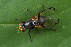 Ceroxys munda