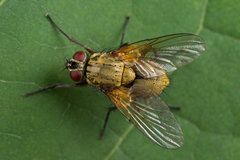 Phaonia angelicae