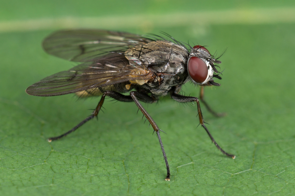 Phaonia palpata