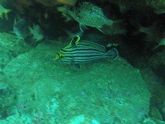 Pareques fuscovittatus