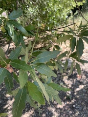 Quercus graciliformis