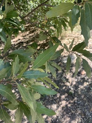 Quercus graciliformis