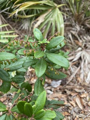 Pieris phillyreifolia