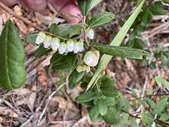 Pieris phillyreifolia