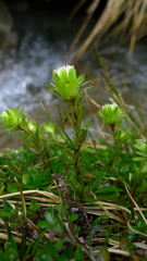 Celmisia bellidioides
