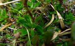 Celmisia bellidioides