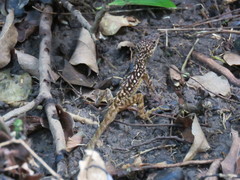 Anolis oculatus