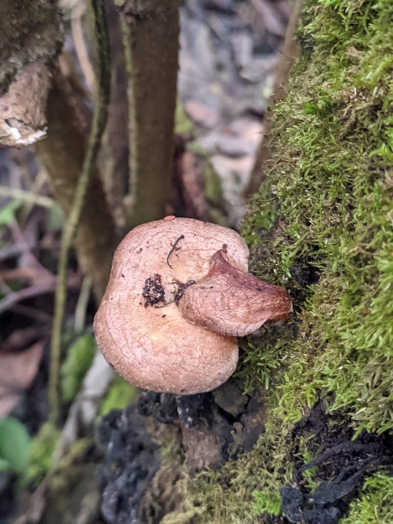 Sarcomyxa serotina · December 2025 · photo: © naturalist57011 (iNaturalist, cc-by)