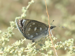 Hesperopsis libya