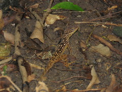 Anolis oculatus