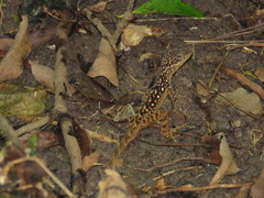Anolis oculatus