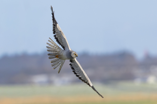 Hen Harrier