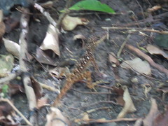 Anolis oculatus