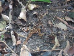 Anolis oculatus