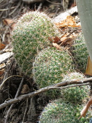 Mammillaria beneckei