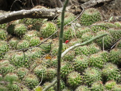 Mammillaria beneckei