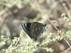 Hesperopsis libya