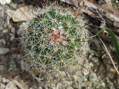 Mammillaria beneckei