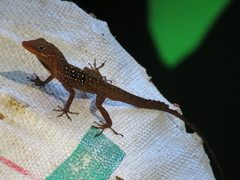 Anolis oculatus