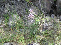 Matthiola fruticulosa