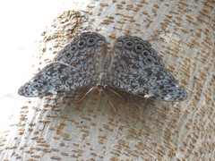 Hamadryas atlantis lelaps