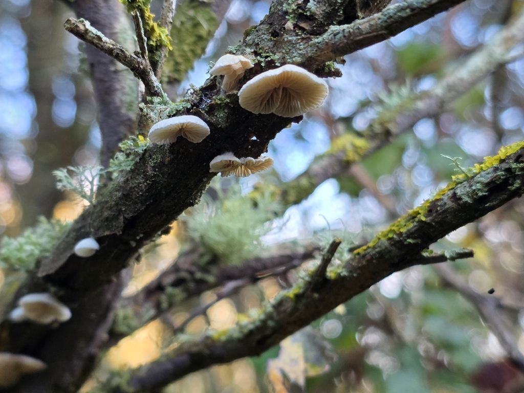 Crepidotus · December 2025 · photo: © mrveektoor (iNaturalist, cc0)