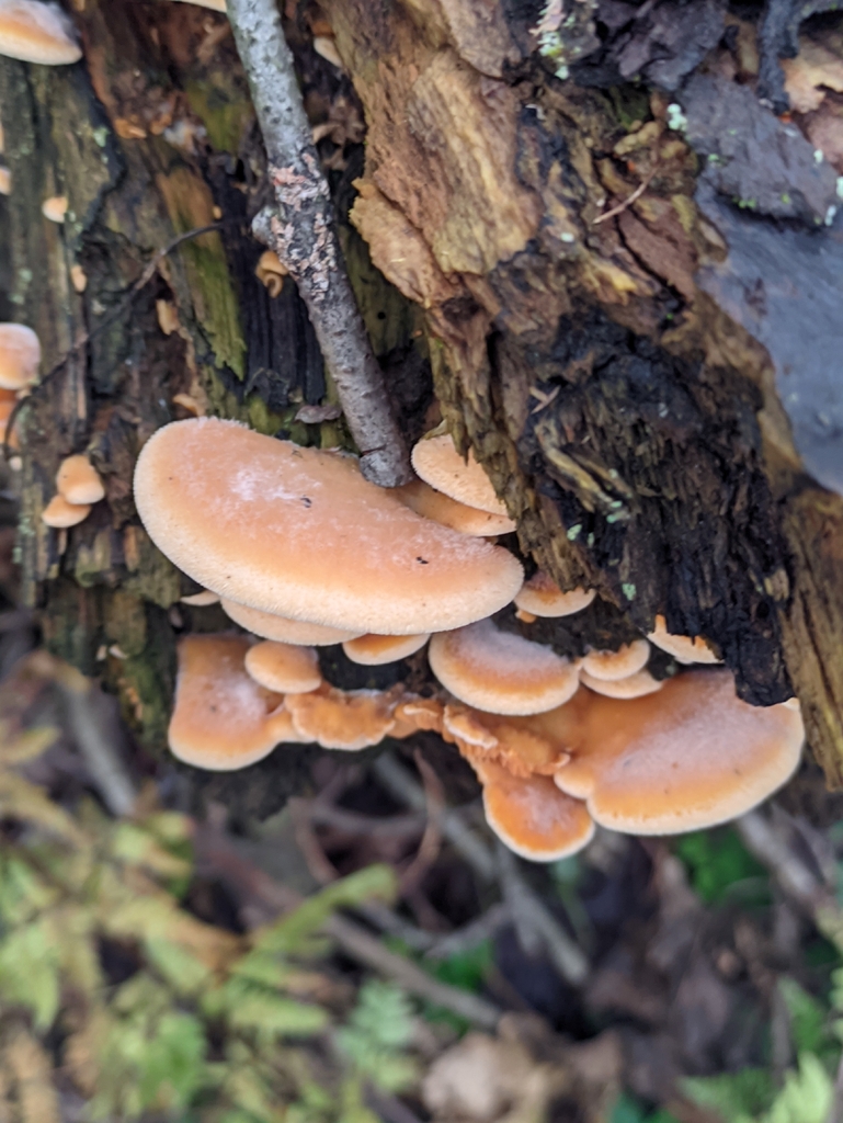 Phyllotopsis nidulans · December 2025 · photo: © naturalist57011 (iNaturalist, cc-by)