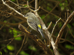 Setophaga coronata auduboni