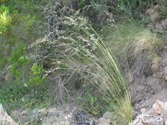 Arrhenatherum elatius