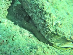 Gymnothorax castaneus