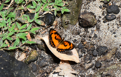 Byblia anvatara anvatara
