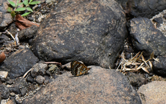 Byblia anvatara anvatara