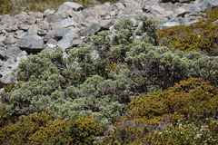 Brachyglottis cassinioides