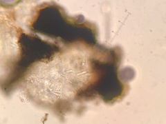 Opegrapha rupestris