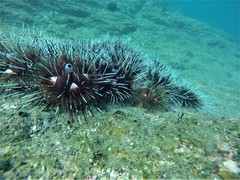Astropyga pulvinata