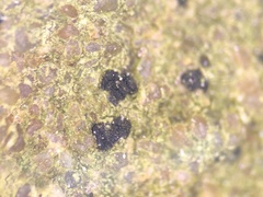 Opegrapha rupestris