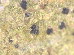 Opegrapha rupestris